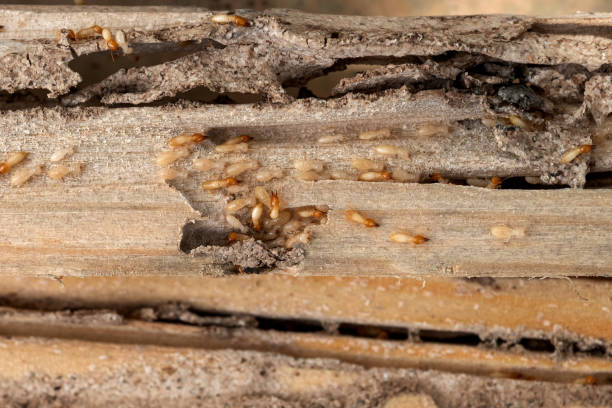 Best Wasp Removal Services  in Milan, IN